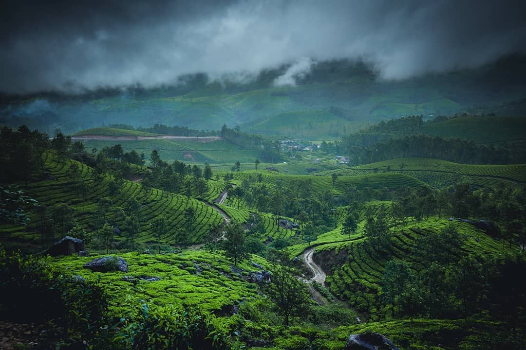 Valparai Nature Bison